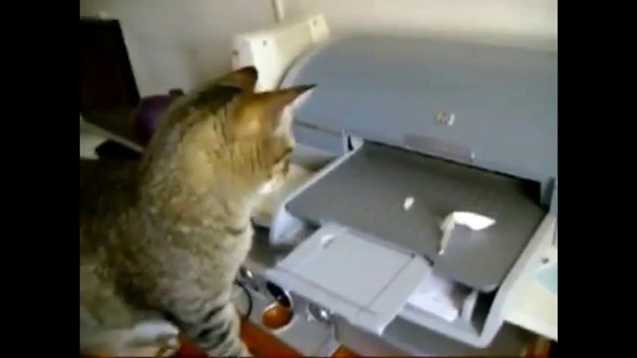 Katzen vs. Drucker