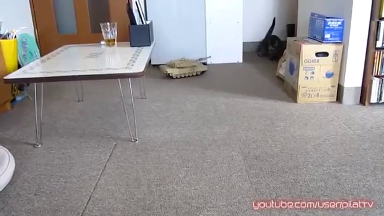 Katzen vs. Ferngesteuerter Panzer