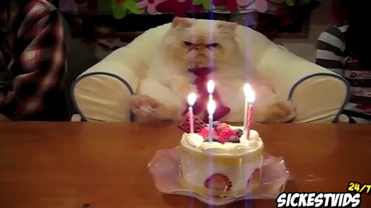 Katzen Win Fail Compilation