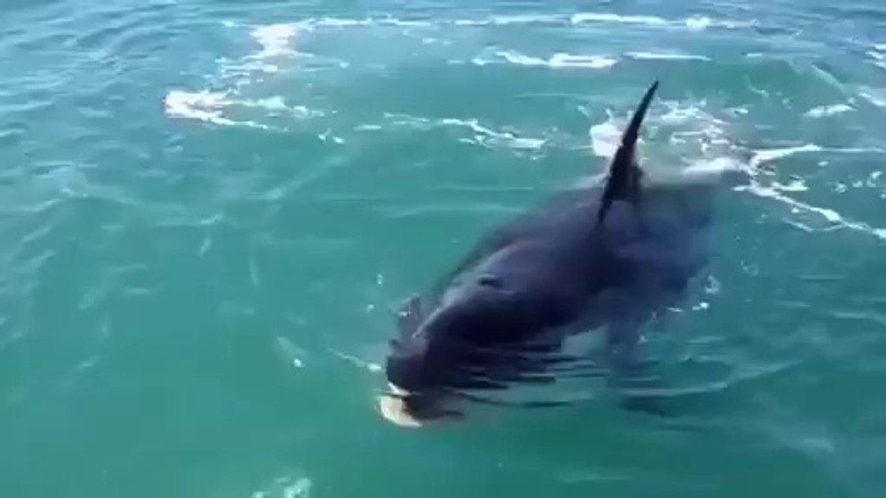 Killerwal klaut den Fisch von der Angel