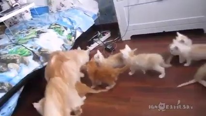 Katzenmama testet die Reaktion ihrer Baby's