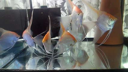 gold ghost veil tail angel fish