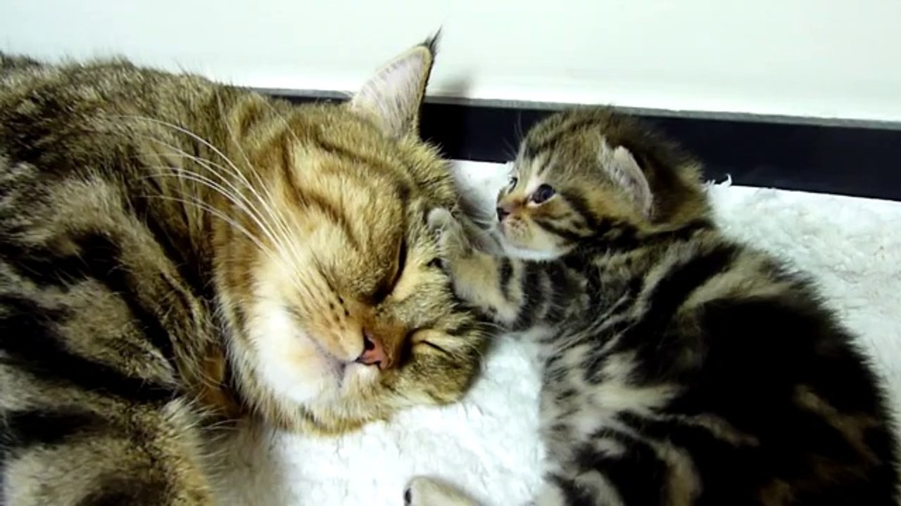 Katzenmama und ihr Junges - Extrem Süß!