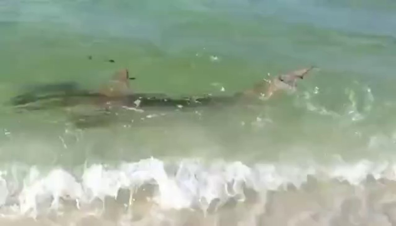 Kein guter Tag zum schwimmen