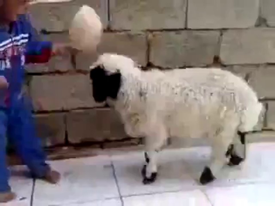 Kleines Kind vs. Schäfchen