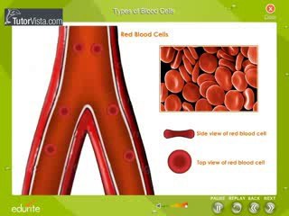 Types of Blood Cells 🩸