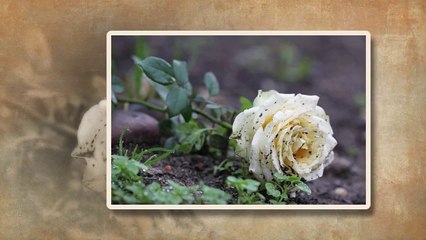 - Herşeye Rağmen -