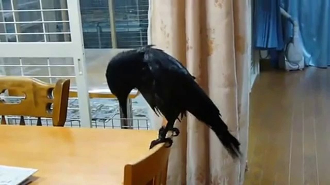 Krähe nimmt ein Bad