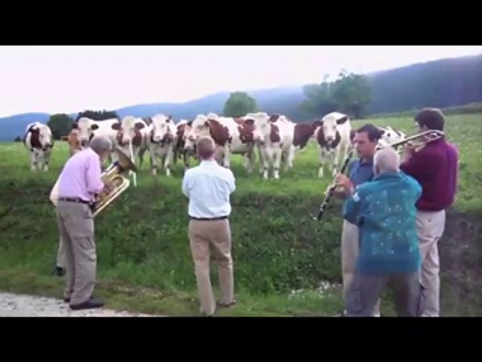 Kühe lieben Musik