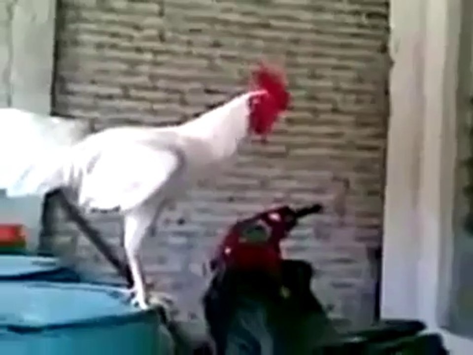 Lachender Hahn