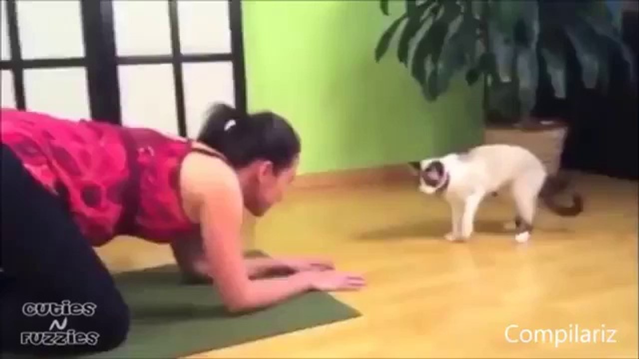 Lustige Katzen - Der Grund warum das Internet erfunden wurde