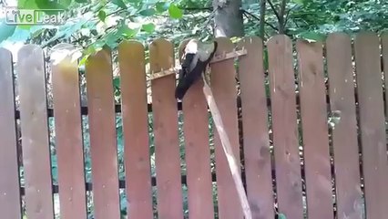 Mann rettet Vogel der im Gartenzaun feststeckt