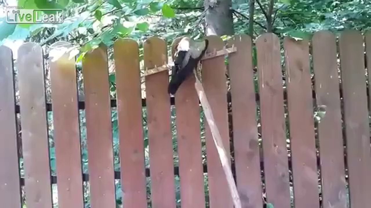 Mann rettet Vogel der im Gartenzaun feststeckt