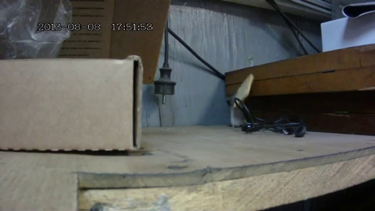 Maus VS Cracker