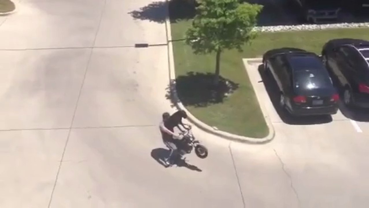 Mit dem Hund Motorrad fahren