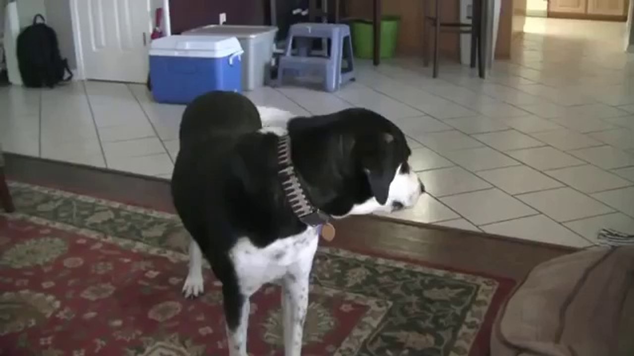 Mit dem Hund über das Kätzchen reden