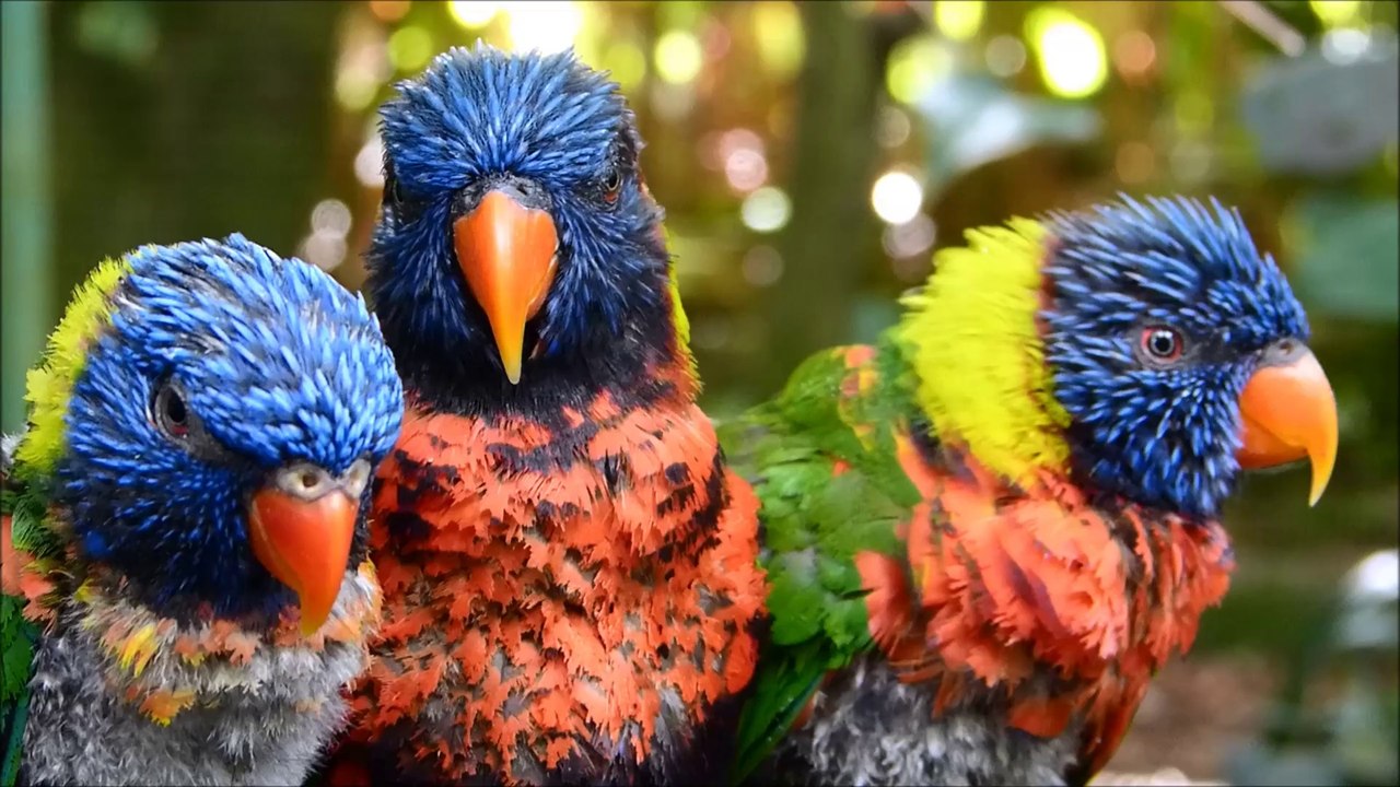 Petits amis à plumes Antillais