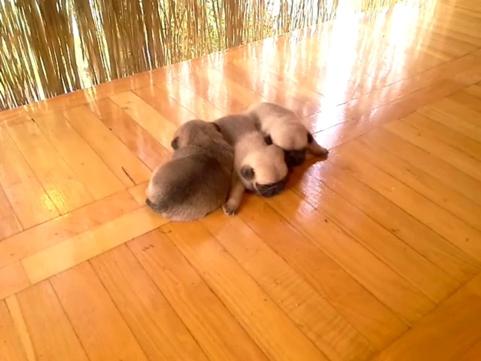 SATILIK PUG MOPS YAVRULARI MUĞLA