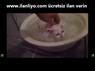 ılık su sevdası olan kedi done