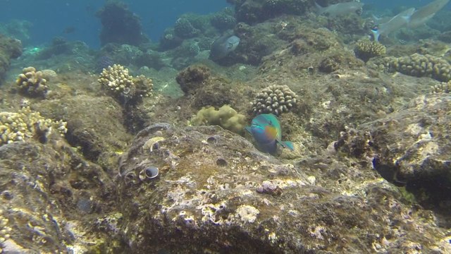 MER ROUGE HURGHADA CITADELLE AZUR