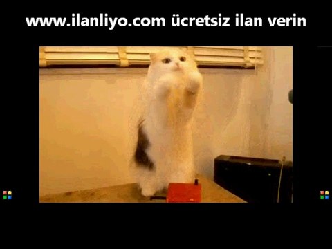 Kafası karışmış kedi done