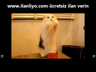 Kafası karışmış kedi done