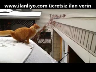 Karşıya Atlamaya Çalışan Kedinin Karlı Zeminle İmtihanı
