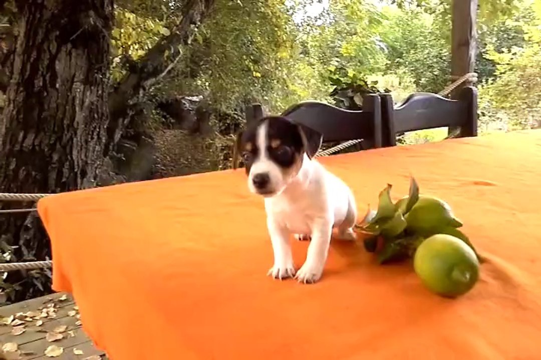 SATILIK JACK RUSEL TERRİER YAVRULARI