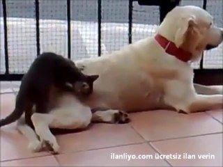 Kedi Köpeğe Göz Koymuş