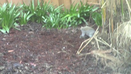 squirrel is nuts in our backyard