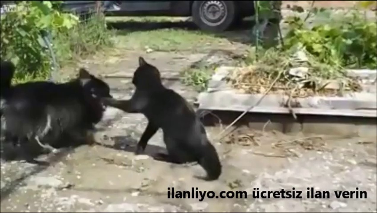 Kedi Köpek Kavgası Kedinin Galibiyeti