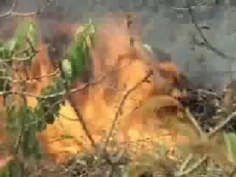 kichk islamic state 1 كشك