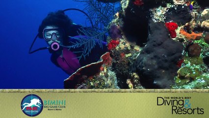 World's Best Diving & Resorts: Bimini Big Game Club