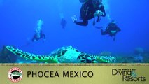 2013 World's Best Diving & Resorts: Phocea Mexico