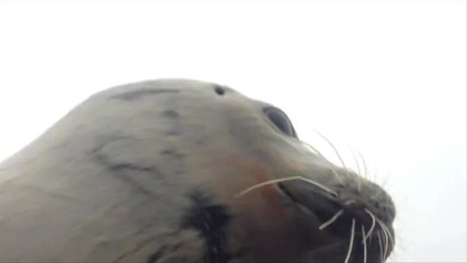 Seal Climbs into Duck Boat