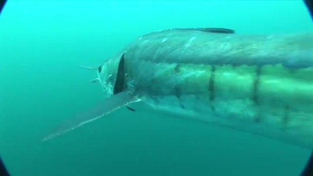 Los Cabos Fishing and Travel Guide