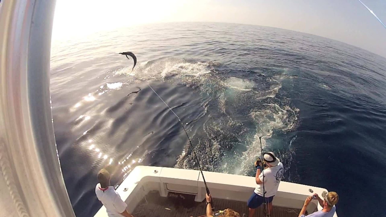 Acrobatic Blue Marlin on the Pipe Dream