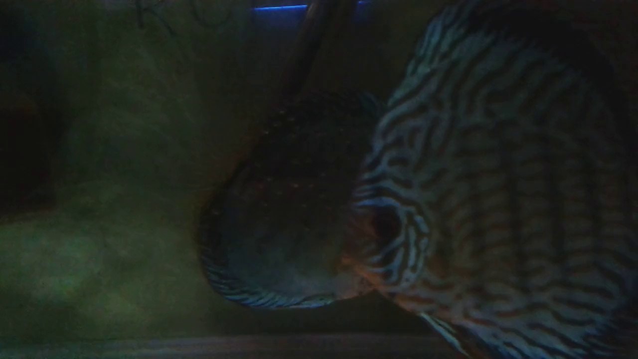 Onur ABACIK DİSCUS blue king x turkuz çiftim