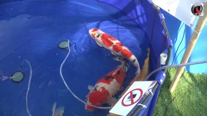 Holland koi show 2013 vats 71 to 79