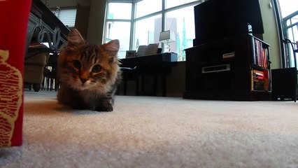 Kitten Discovers GoPro Camera