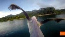 Beak-Mounted Camera Shows Young Pelican's First Flight