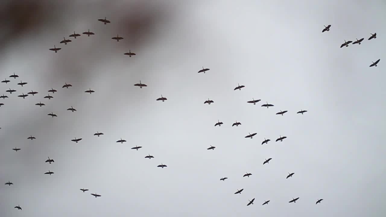 Shooting Tips: How to Shoot Your Lane Like a Pro