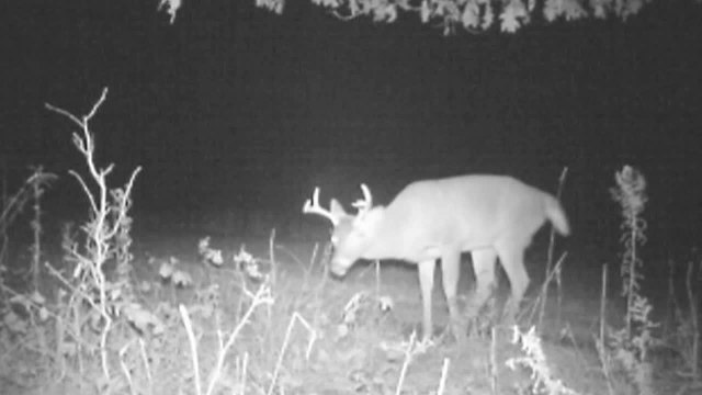 How to Hunt Whitetails This Weekend: The Rut is Still On