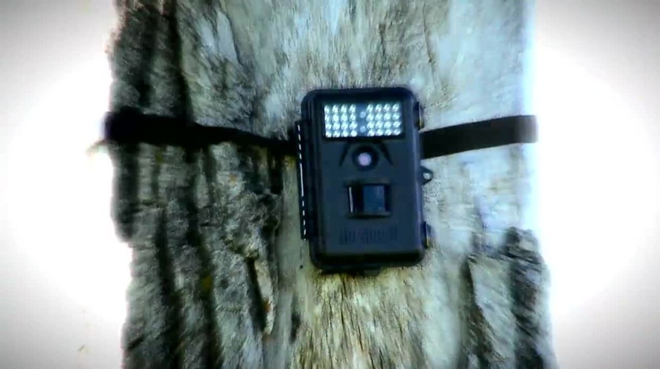 Record Quest: Effectively Checking Trail Cams