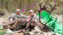 Live Hunt Northwest Territories: Another Bull Down