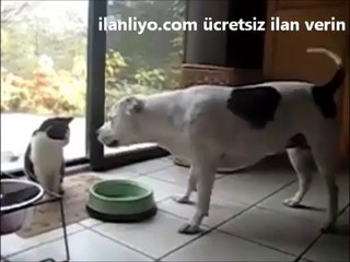 Kedinin Köpek Karşısındaki Kroşeleri