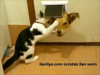 Köpeğe Geçit Vermeyen Kedi
