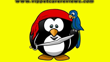 Pet Care How To Train Your Parrot Pet Care