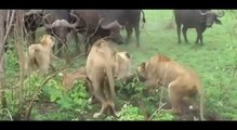 Hayvan Savaşları Belgeseli (20 dk)