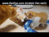 Tatlı Kedi Yavruları